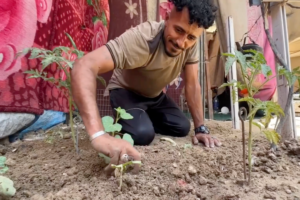 Displaced Gaza farmers turn to dirt near tents to grow crops