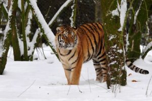 Man dies after entering tiger enclosure at England wildlife park