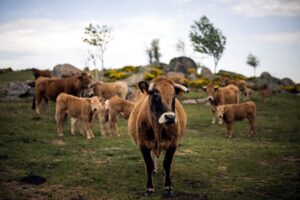 France reports first human Shamonda virus case, says no health risk